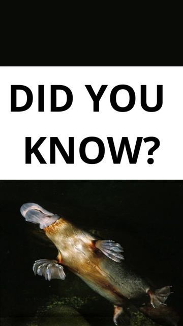 DID YOU KNOW? Test your knowledge with the topic "PLATYPUS".