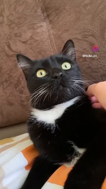 #кошки #ветеринар #питомцы #животные #собаки #котенок #кот #питомец #щенок #сухойкорм #ветеринария