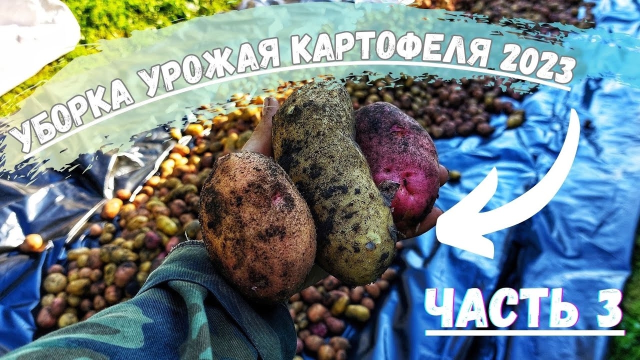 Рекордный урожай КАРТОФЕЛЯ! ВЫКАПЫВАЮ картошку МОТОБЛОКОМ BRAIT! Огород в ДЕРЕВНЕ! Часть 3