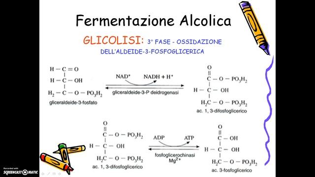 fermentazione alcolica