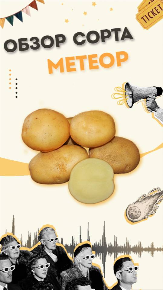 Обзор Сорт МЕТЕОР -  Семенной картофель АгроХарвест