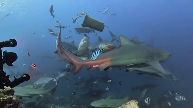 Bull shark dive Fiji