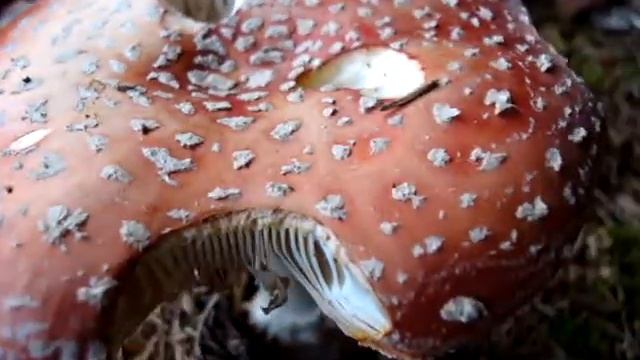Amanita muscaria