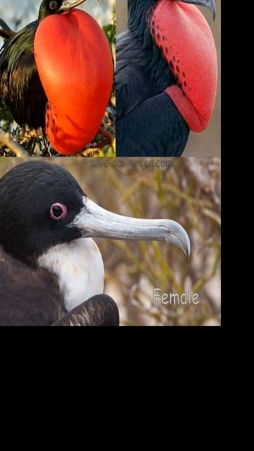 Magnificent Frigatebird #youtubeshorts #shorts #viral #magnificentfrigatebird #education #knowledge