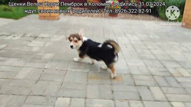 1 Щенки Вельш Корги Пемброк в Коломне  8926 322 82 91 30 07 2024