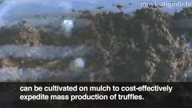 Massimo Vidoni japan Farmed white truffles tartufi