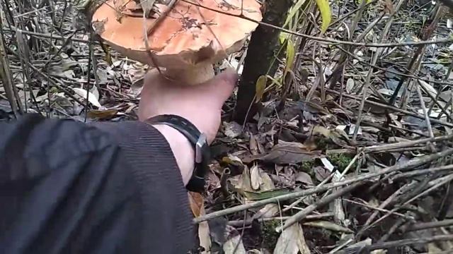 Грибы 17.09.2022 - 1