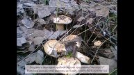 лесные приключения