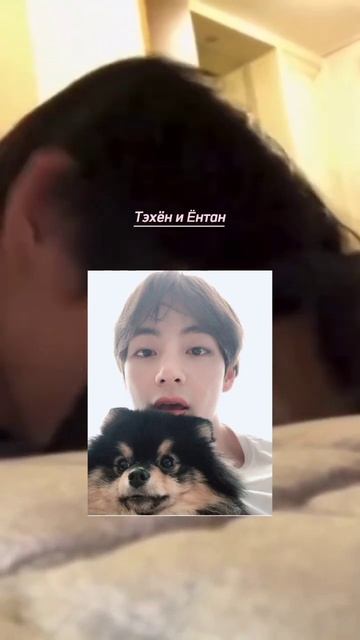 Самые милые домашние животные айдолов🐶 #kpop#roséblackpink#vbts#jenniblackpink#mingyuseventeen#jake