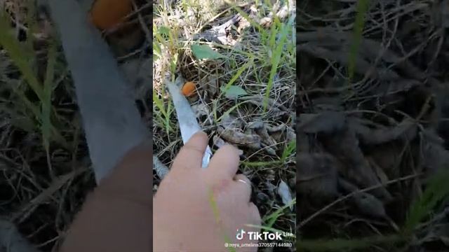 Обалденные грибочки! 29 июля
