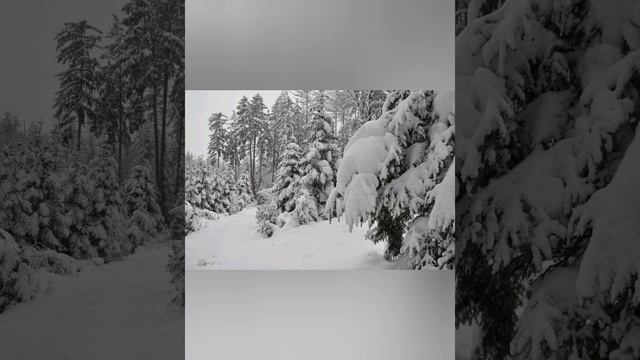Иван Бунин  -  Крещенская ночь: Музыкальная поэзия