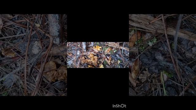 Грибалка удалась!! Apanhei os cogumelos!!