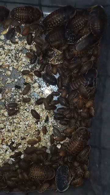 Dubia roaches nymphs #shorts #roaches #dubiaroaches #colony #roach #nymphs