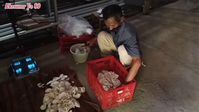 487. Prospek Usaha Sampingan Keluarga dengan Budidaya Jamur Tiram dengan Kumbung Sederhana Mbh Joki