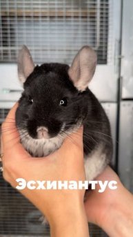 Мои любимые шиншиллы🥰 #шиншилла