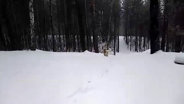 Сосновый Бор