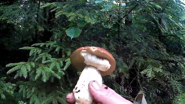 Помаленько починають рости Білі Гриби \ Little by little, White Mushrooms begin to grow