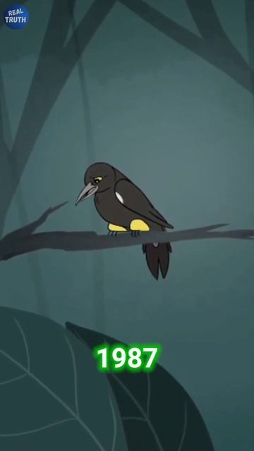 Last Kauaʻi ʻoʻo bird video