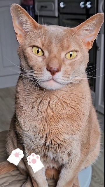Я миленький котик #мяу
