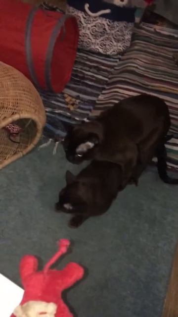 Вязка кота с кошкой