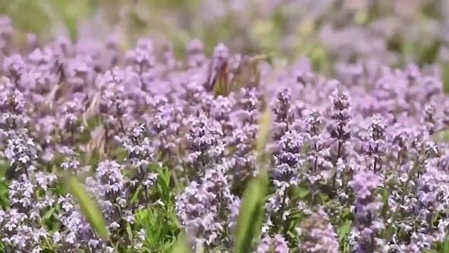 Литературный вечер с Айнарой Нургишиевой. Творчество Мухминат Отевалиевой