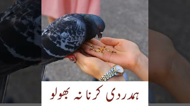 Aaj Ki Achi Baat | Be Zubano Se Bhi | Aqwal E Zareen In Urdu | Urdu Fun Point