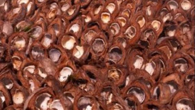 Proses Pembuatan Kopra