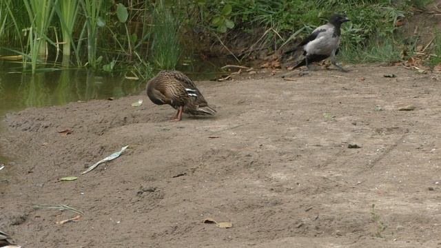 УТЯТА НА ПРУДУ.Видео Татьяны Крестьянсковой