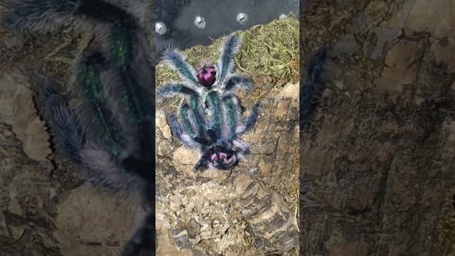 Magsalang muna tayo ng Mature Female Typhoclaena Seladonia ( Brazilian Jewel Tarantula )