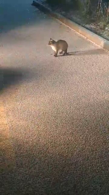 6833