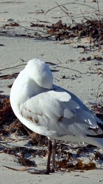 Beautiful  Seagull #wildlife #photography #birds #seagulls @wildlifebirds0