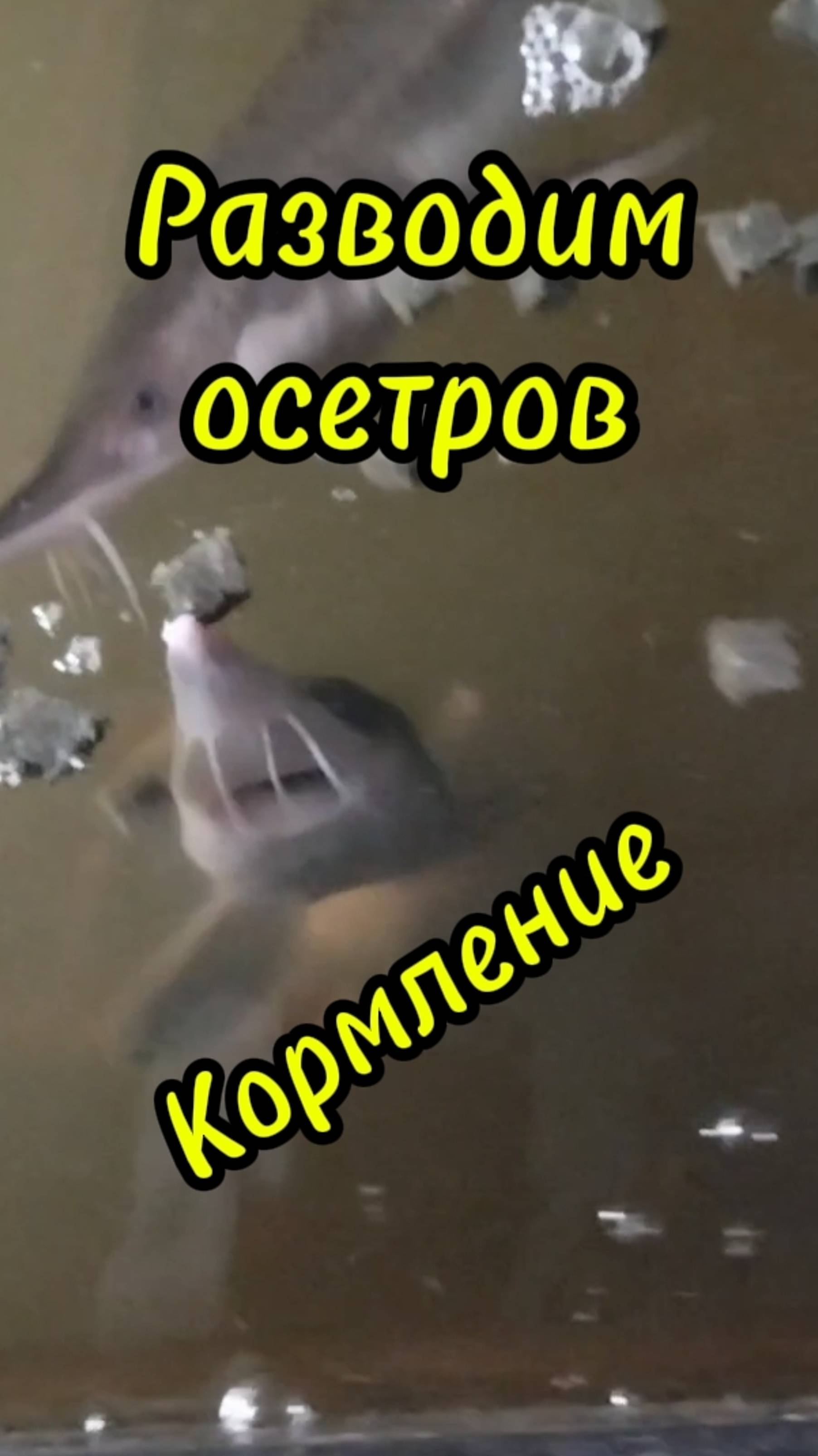 Разводим осетров. Вечернее кормление.