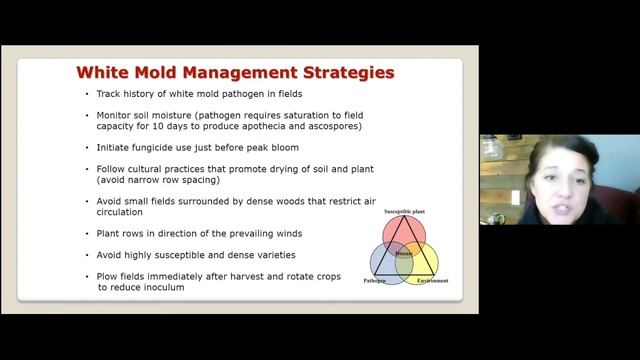 At-plant disease control strategies in snap bean