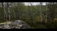 Поездка в лес ( за грибами 🍄🍄🍄)