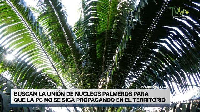 PUDRICIÓN DE COGOLLO EN PALMA DE ACEITE - TvAgro por Juan Gonzalo Angel Restrepo