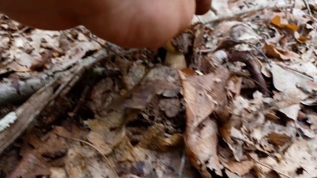 Funghi Porcini Settembre 2022  грибов и кедровых орехов