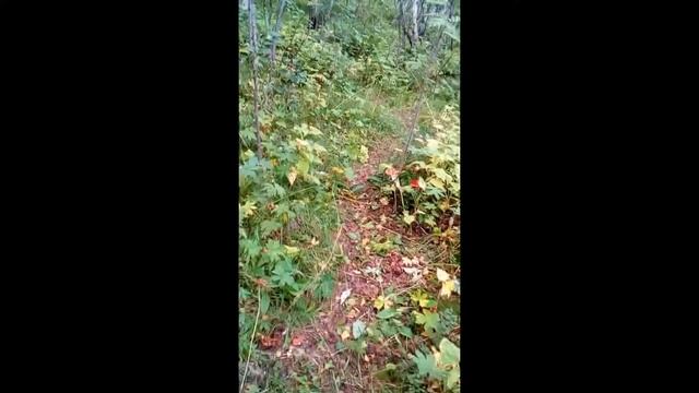 Владик идет в лес за грибами