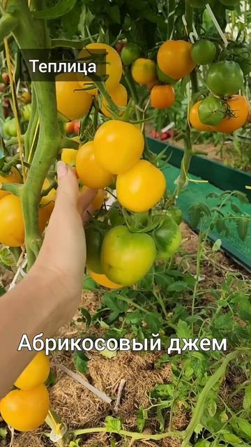Сорта томатов для вяления