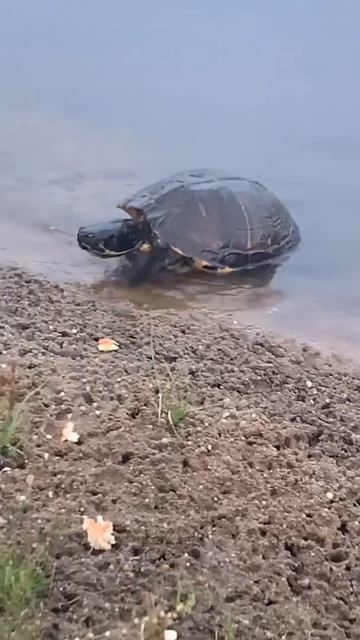 ADORABLE MYRTLE BEACH SLIDER TURTLES (#short)  pond turtles