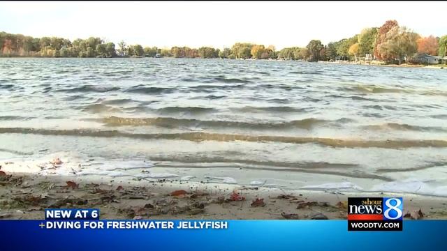 Freshwater Jellyfish bloom in local lakes