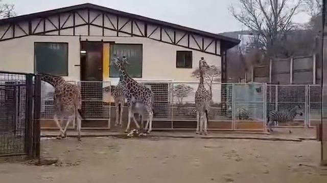 Žirafy v ZOO Bratislava