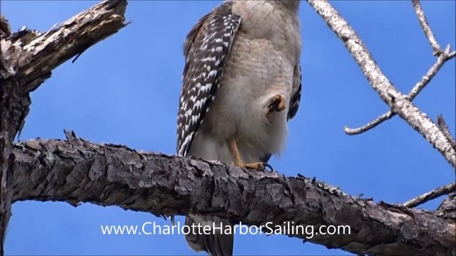Red Shouldered Hawk at Corkscrew Swamp