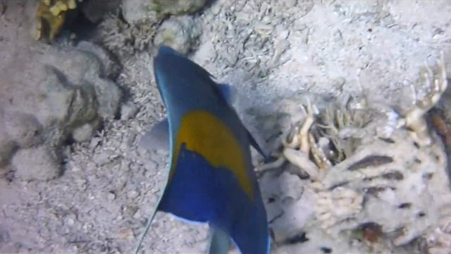 Pomacanthus maculosus - Halfmoon angelfish - Ustniczek cętkowany