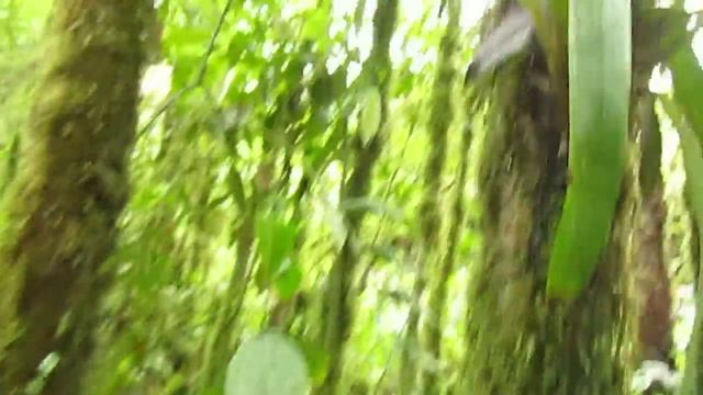 Enjoying near endemic Colombian Screech Owl   Megascops colombianus   Otun, C Andes