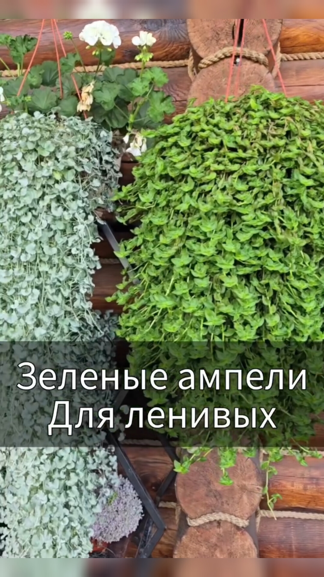 Ампельные растения для ленивых