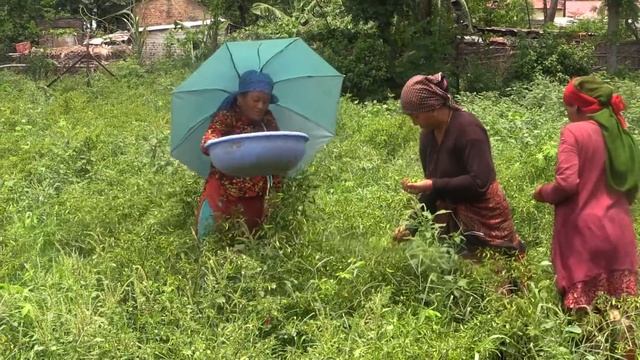 The tiny fungi playing a giant role - IPM-IL/USAID Trichoderma Workshop-Nepal