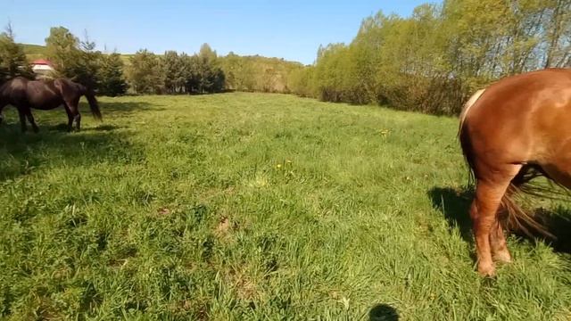 коні на продаж львівська область премишлянсикий район коні ваговози