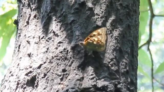 オオムラサキとアカボシゴマダラ