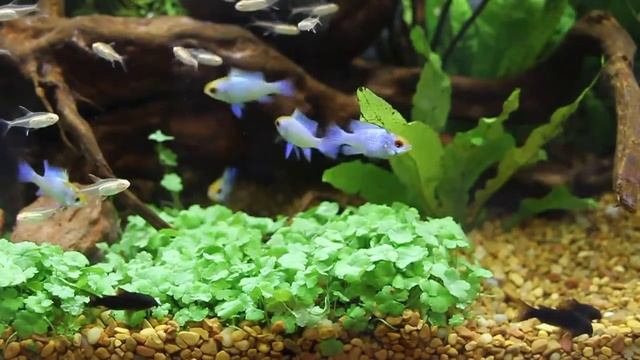 Fincasters Episode 26 Black Cory Catfish