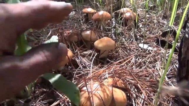ГРИБЫ 🍄 РЯСНЫЕ МАСЛЯТА СБОР ГРИБОВ #грибыдмитрийяков